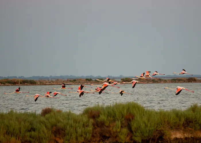 Guesthost - Duplex *